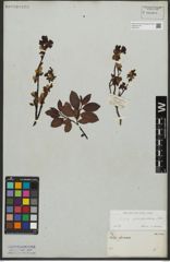 Foto von Salix waldsteiniana Willd.